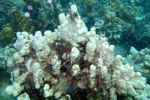 Bleached corals (Porites sp.) in the Persian / Arabian Gulf (courtesy of Jörg Wiedenmann)