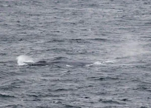 The Blue Whale surfacing