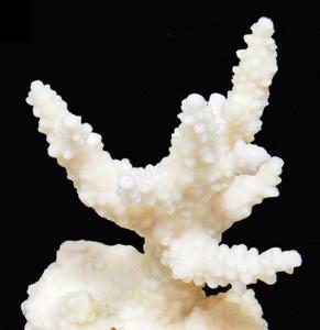 Coral bleaching under nutrient stress