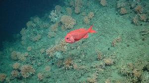 An orange Roughy in a coral reef taken by the Isis ROV