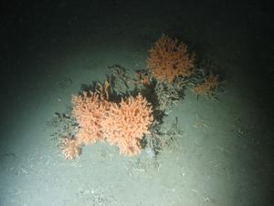 Healthy cold-water coral colonies in the Darwin Mounds MPA