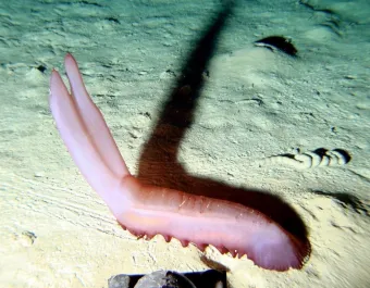 A large sea cucumber feeding as it walks across the deep seafloor at the Porcupine Abyssal Plain Sustained Observatory site (northeast Atlantic, 4850 m water depth).