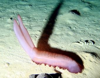  A large sea cucumber feeding as it walks across the deep seafloor at the Porcupine Abyssal Plain Sustained Observatory site (northeast Atlantic, 4850 m water depth).