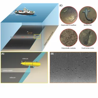 Image provided from the oblique camera from Autosub6000 Mission 79 (M79) within the APEI shows two depressions, inferred to be those also observed from acoustic data. White dashed line indicates an area where sediment from the excavation has subsequently covered nodules within the vicinity. Eroded edges would suggest that these particular depressions have not been made in recent years. Depth: 4153 m. Credit: Marsh et al., 2018
