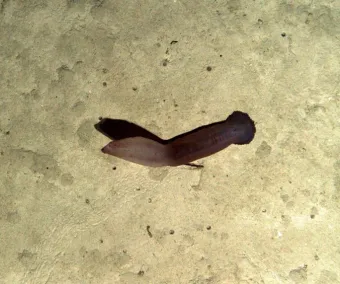 Large purple sea cucumber on the deep-sea floor (Psychropotes longicauda Théel, 1882; Porcupine Abyssal Plain Sustained Observatory).