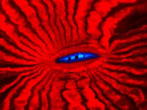 Fluorescence of mouth region of the reef coral Lobophyllia hemprichii