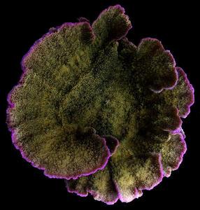Montipora foliosa expressing purple chromoproteins in the growth margins (daylight image)