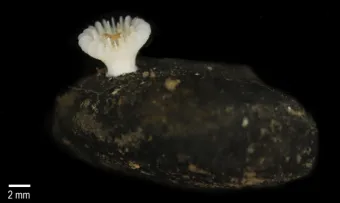 Deltocyathus zoemetallicus