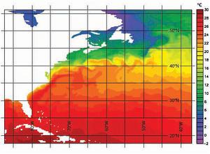 Nemo model: North Atlantic sea surface temperature, showing the eddies produced by the separated Gulf Stream