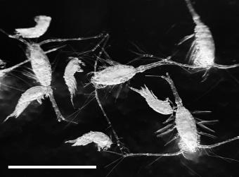 Various marine copepods may play an important role in the seasonality below the surface. Image: D. Mayor et al. (2020), doi:10.1002/bies.202000149