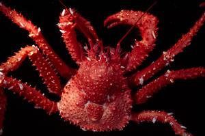 The king crab species Paralomis elongata from Bouvet Island, Southern Ocean