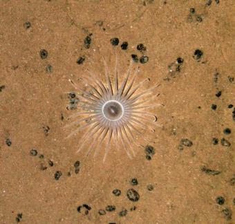 Sea anemone in an abyssal area with polymetallic nodules in the Clarion Clipperton Zone, in the Pacific, at over 4000 m depth