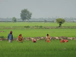 Paddy fields in the Delta
