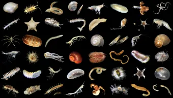 The diversity of abyssal plain animals. Credit: The Natural History Museum and University of Gothenberg