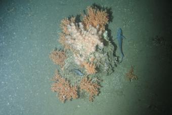 A healthy cold water coral mount