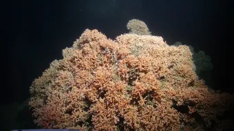 A cold-water coral reef of <em>Desmophyllum pertusum</em> at ca. 750 m water depth.