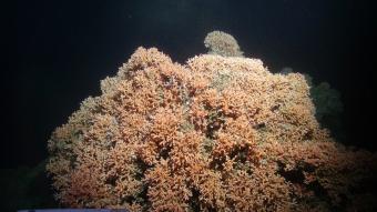 A cold-water coral reef of <em>Desmophyllum pertusum</em> at ca. 750 m water depth.