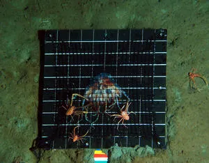 Periphylla periphylla being eaten by squat lobsters (Munida tenuimana)