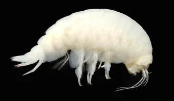 The giant amphipod, <em>Eurythenes</em>.