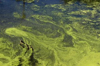 Example of an Algae Bloom