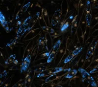 Bioluminescence as a method of assessing fish stocks