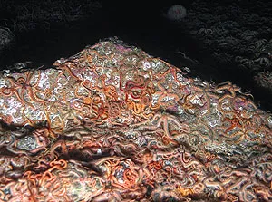 Echinoderms such as brittle stars bury significant amounts of carbon at the seabed when they die and decay (credit: SERPENT Project)