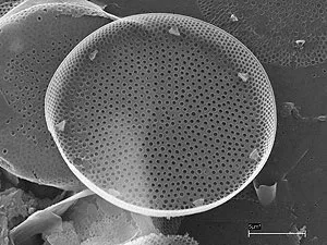 An inner valve view of Actinocyclus ssp., sampled using a closing net between 25–35m depth