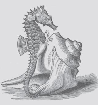 Seahorse image – Lockwood