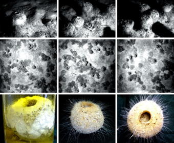 NOC’s historic observations of the glass sponge Pheronema carpenteri in the Porcupine Seabight, NE Atlantic. Top row: original observations from 1983/4 (epibenthic sledge camera system); middle row: as observed in 1991 (WASP camera system); bottom row: specimens recovered in 1991, now held in the Discovery Collections.
