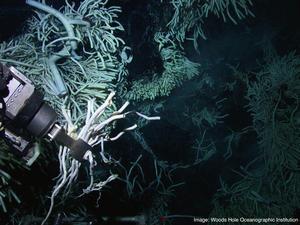 Hydrothermal vent worms (courtesy of Woods Hole Oceanographic Institution)