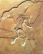 Uncovering fossil remains