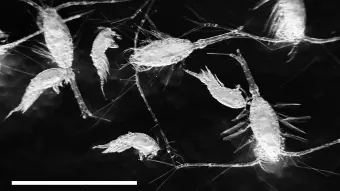marine copepods (pictured) are frequently associated with sinking particles of detritus in the ocean. Scale bar ≈ 1mm.
