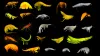 24 new species of amphipod have been identified