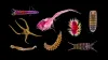 A selection of abyssal species. Image provided by the International Seabed Authority