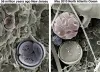 Fossil and modern coccolithophore cells of species Toweius pertusus and Coccolithus pelagicus (courtesy of Paul Bown, UCL)