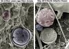 Fossil and modern coccolithophore cells of species Toweius pertusus and Coccolithus pelagicus (courtesy of Paul Bown, UCL)