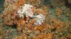 Deep, cold water coral image taken by NOC’s ROV
