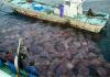 Giant Jellyfish (Nemopilema nomurai) clogging fishing nets in Japan (courtesy of Dr Shin-ichi Uye)