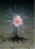 Large animals (megafauna), such as this hydroid Corymorpha glacialis, are projected to suffer major declines