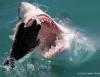 White shark (© Oliver Jewell, Sharkwatchsa.com)