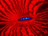 Fluorescence of mouth region of the reef coral Lobophyllia hemprichii