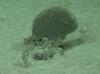 An in-situ image of <em>Moanammina</em> from Jennifer Durden and Craig Smith as part of the DeepCCZ Project