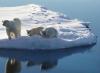 Polar bears (courtesy of Ken Collins)