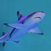 Reef shark