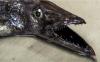 A Scabbardfish