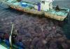 Giant Jellyfish clogging fishing nets in Japan (courtesy of Dr Shin-ichi Uye)