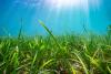 Seagrass image
