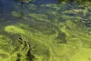 Example of an Algae Bloom