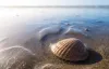 Shells on a beach