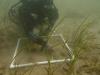 Surveying transplanted seagrass (C) University of Southampton